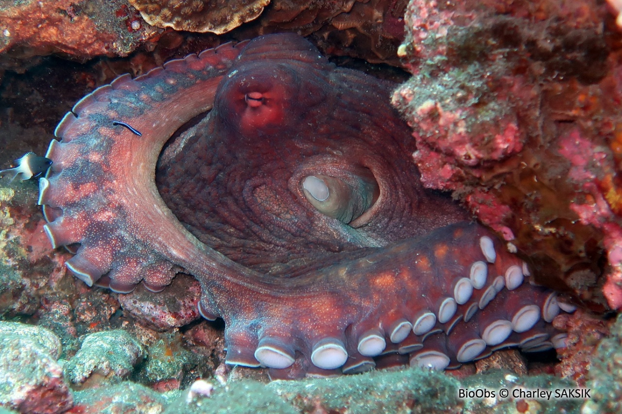 Poulpe de récif - Octopus cyanea - Charley SAKSIK - BioObs