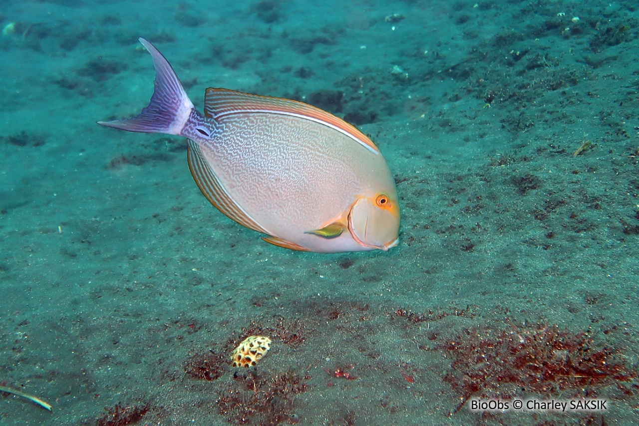 Chirurgien pâle - Acanthurus mata - Charley SAKSIK - BioObs