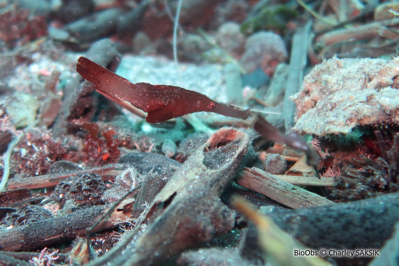 Poisson-fantôme robuste - Solenostomus cyanopterus - Charley SAKSIK - BioObs