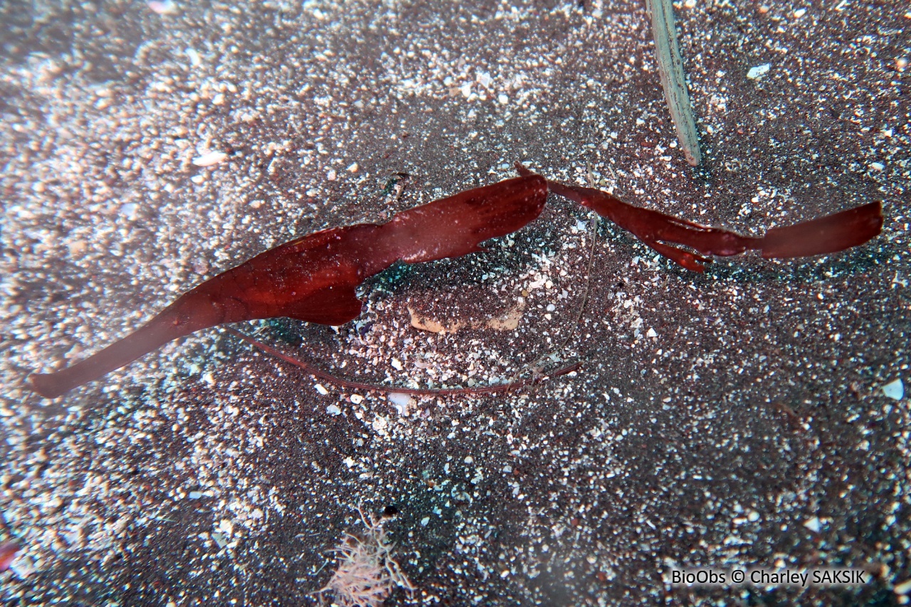 Poisson-fantôme robuste - Solenostomus cyanopterus - Charley SAKSIK - BioObs