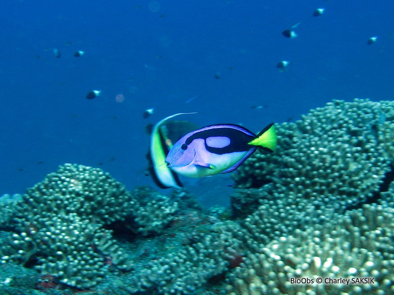 Chirurgien-palette - Paracanthurus hepatus - Charley SAKSIK - BioObs