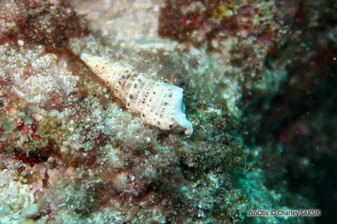 Triton verruqueux - Colubraria muricata - Charley SAKSIK - BioObs