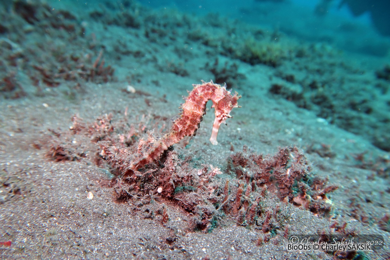 Hippocampe épineux - Hippocampus jayakari - Charley SAKSIK - BioObs