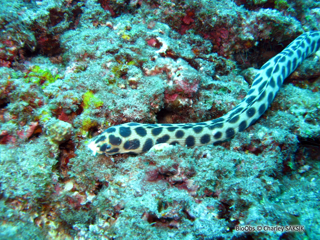 Anguille-serpent maculée - Myrichthys maculosus - Charley SAKSIK - BioObs