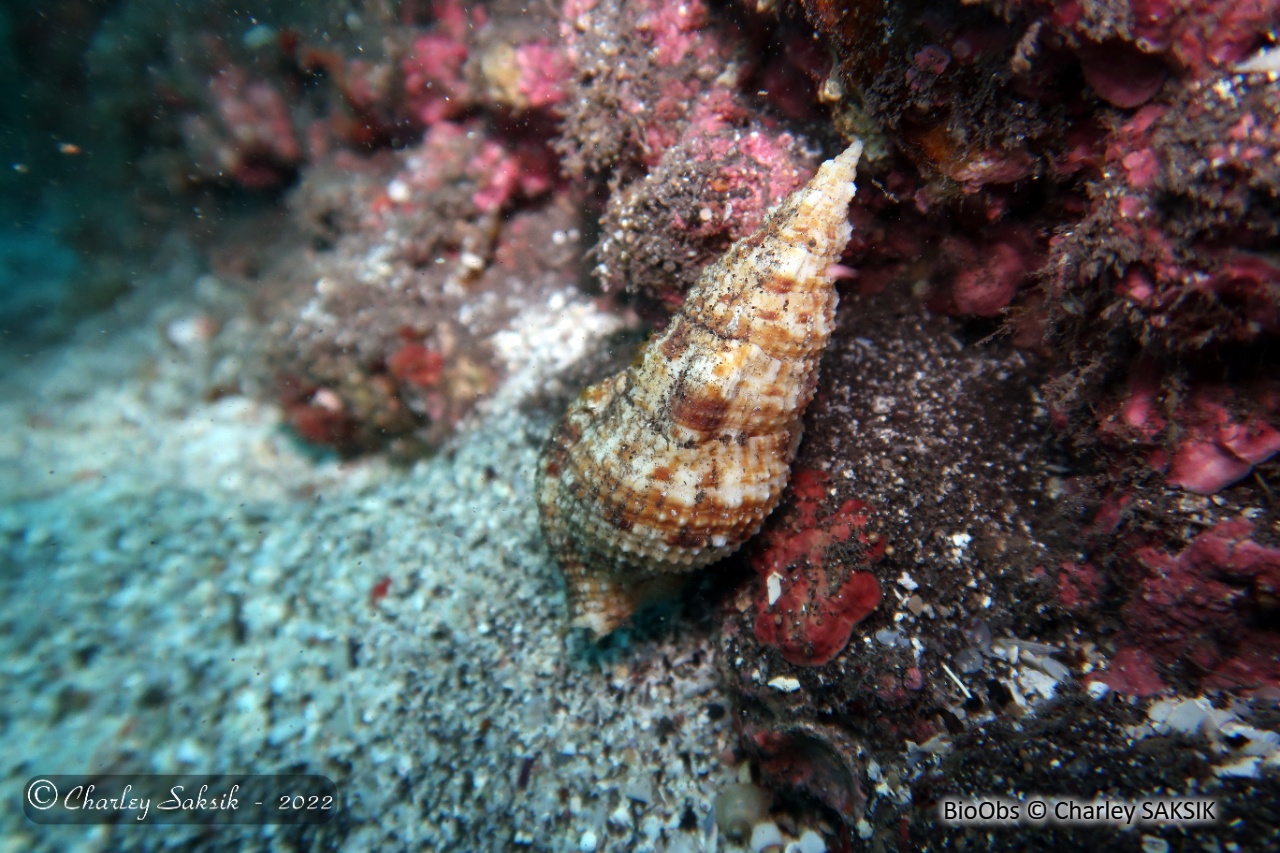 Triton verruqueux - Colubraria muricata - Charley SAKSIK - BioObs