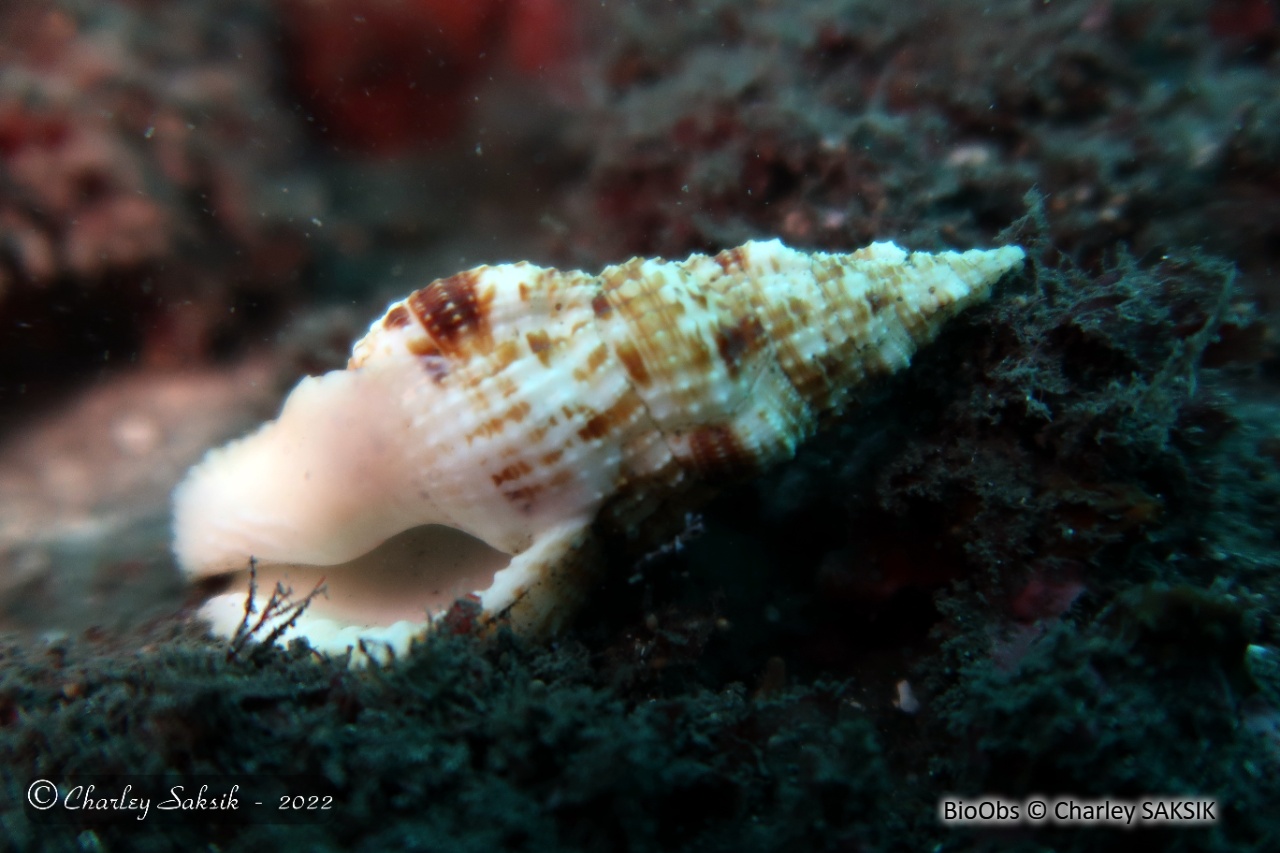 Triton verruqueux - Colubraria muricata - Charley SAKSIK - BioObs