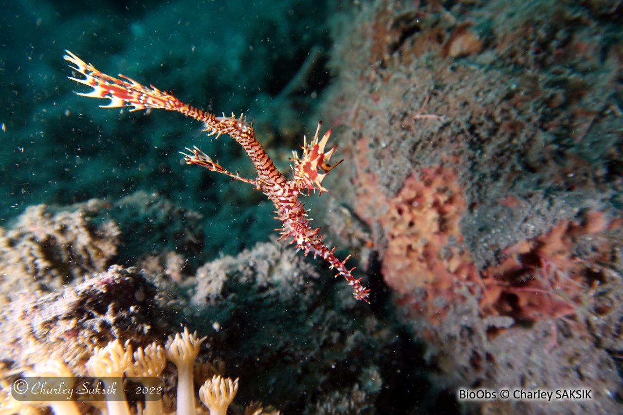 Poisson Fantôme Arlequin - Solenostomus Paradoxus | BioObs