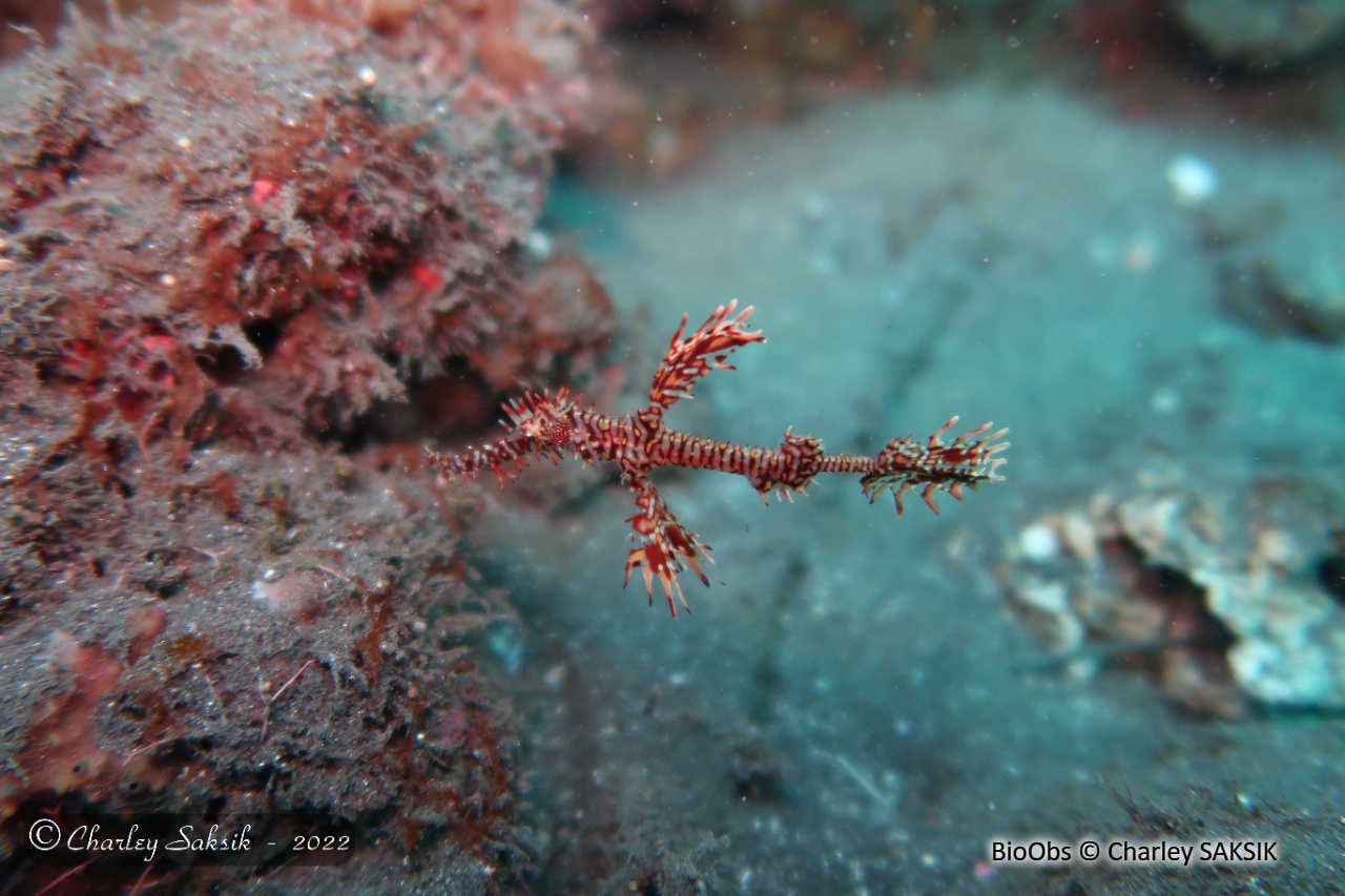 Poisson Fantôme Arlequin - Solenostomus Paradoxus | BioObs