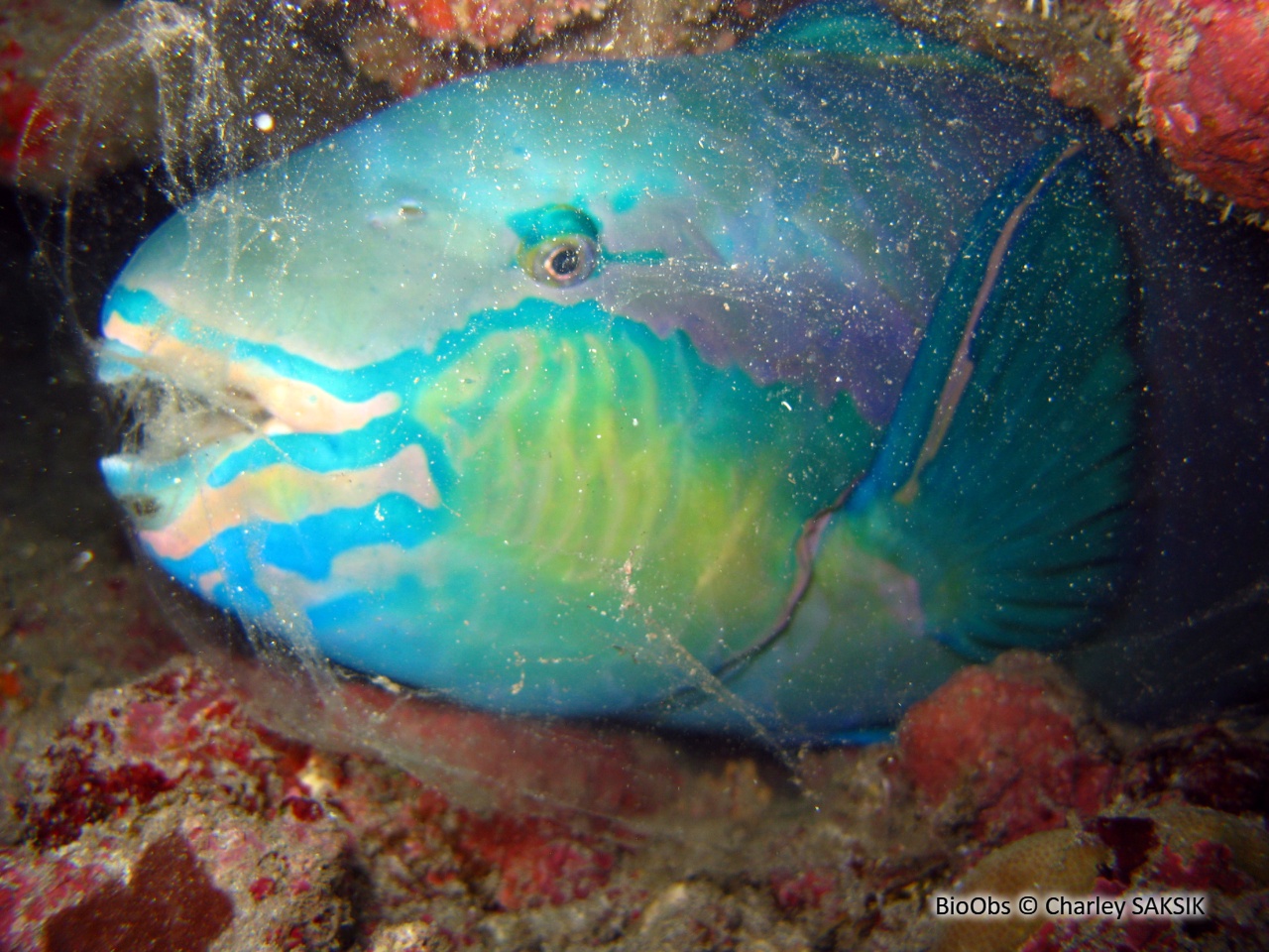 Perroquet commun - Scarus psittacus - Charley SAKSIK - BioObs