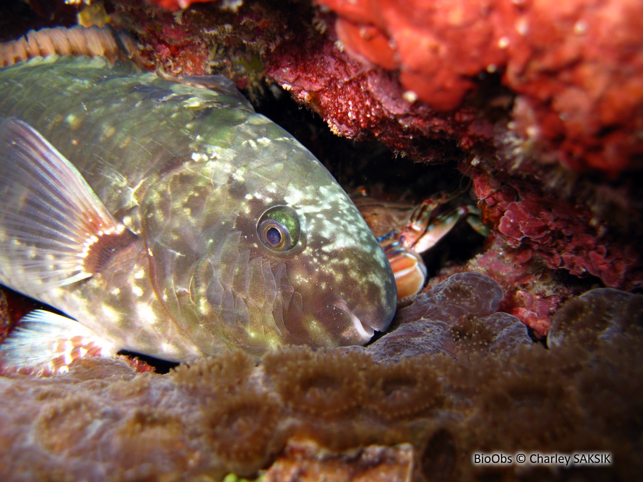 Perroquet des Carolines - Calotomus carolinus - Charley SAKSIK - BioObs