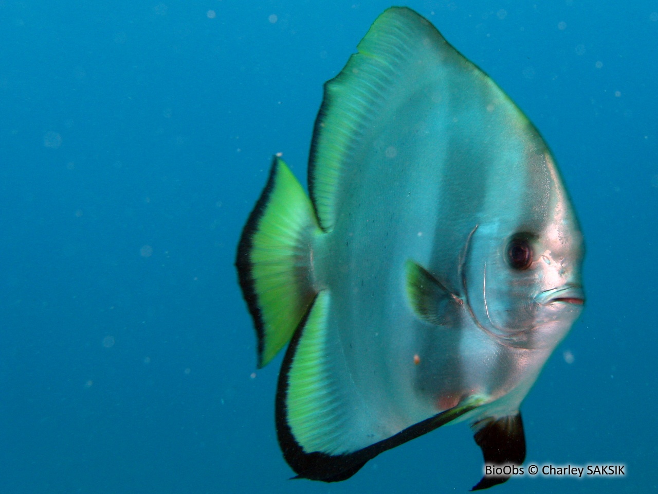 Platax de Boers - Platax boersii - Charley SAKSIK - BioObs