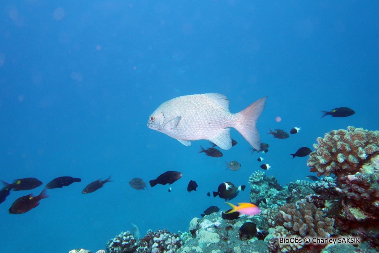 Saupe grise - Kyphosus cinerascens - Charley SAKSIK - BioObs