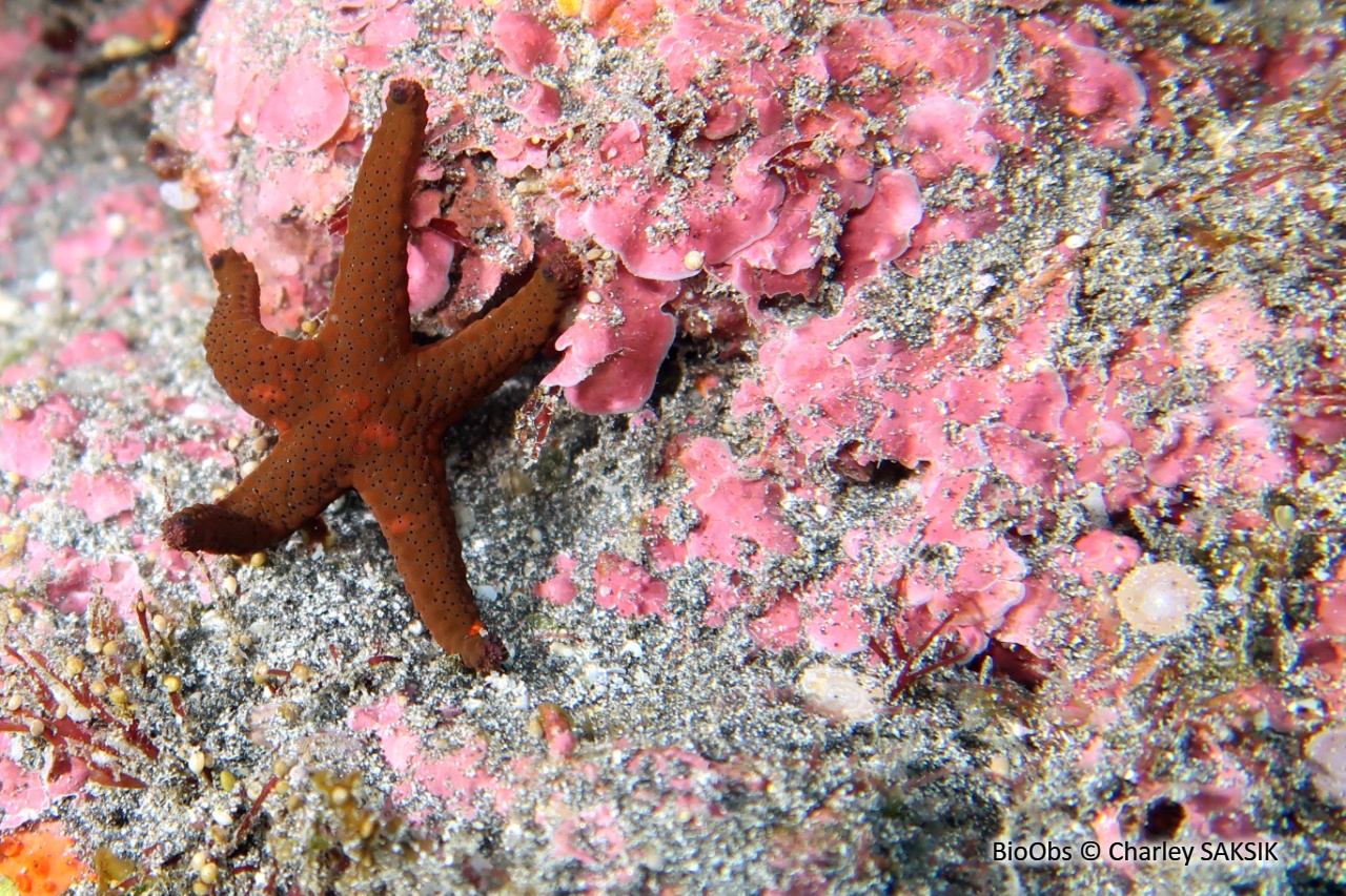 Etoile rouge poreuse - Fromia milleporella - Charley SAKSIK - BioObs