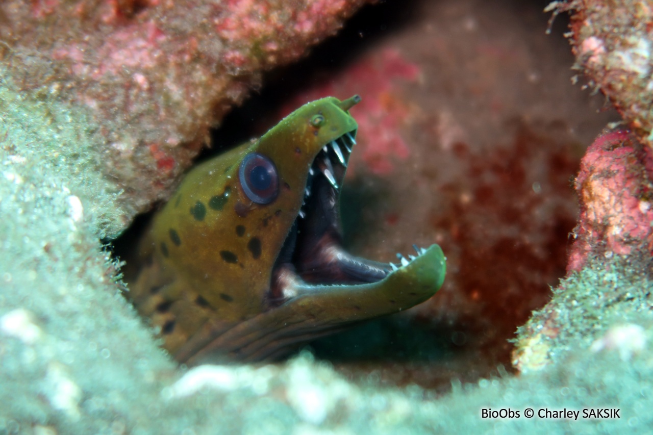 Murène frangée - Gymnothorax fimbriatus - Charley SAKSIK - BioObs