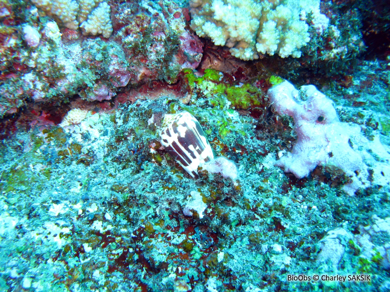 Cône strié - Conus striatus - Charley SAKSIK - BioObs