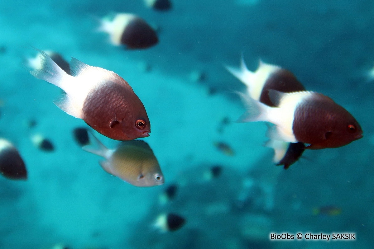Demoiselle bicolore de Field - Pycnochromis fieldi - Charley SAKSIK - BioObs