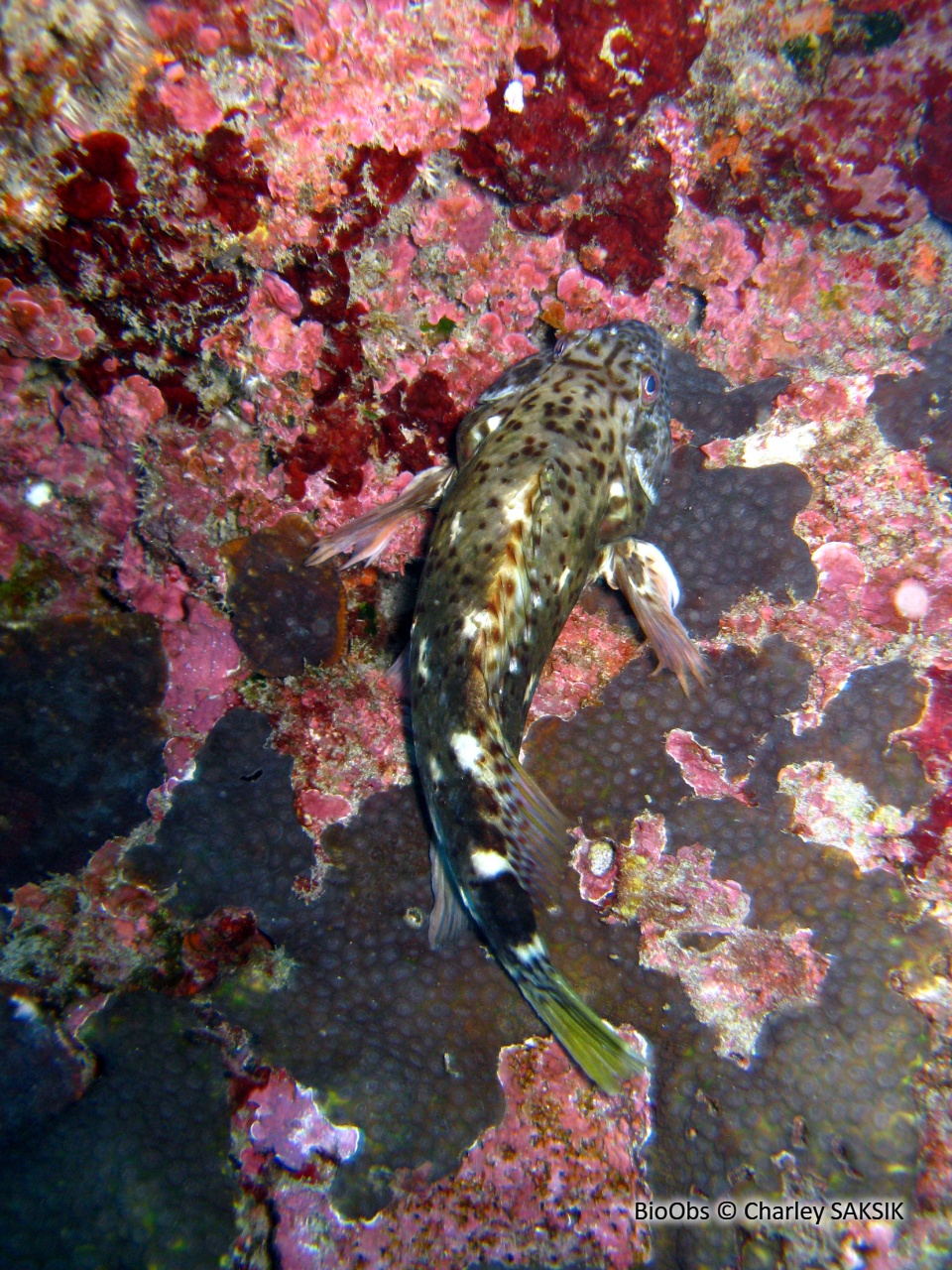 Epervier de corail - Cirrhitus pinnulatus - Charley SAKSIK - BioObs