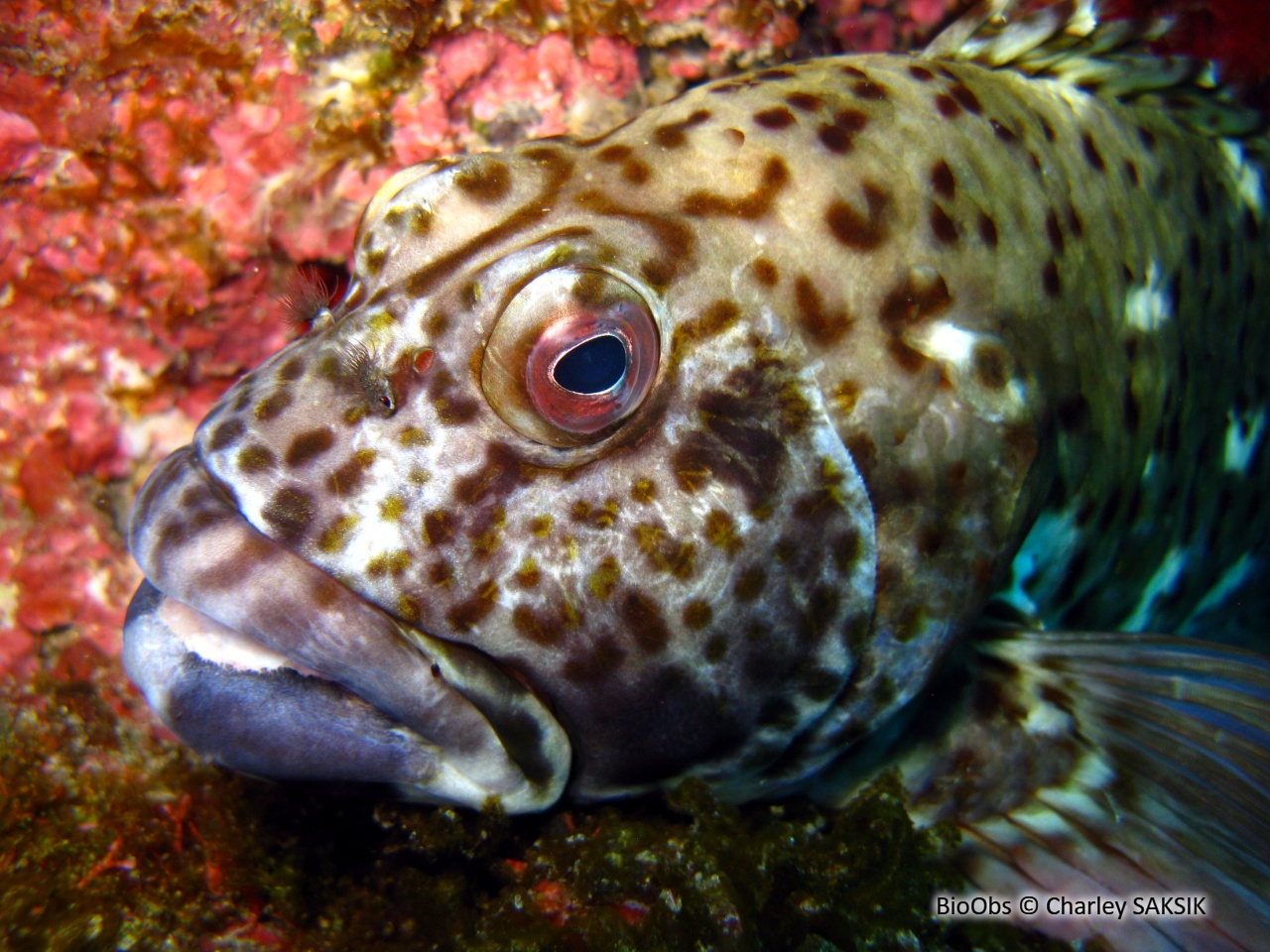 Epervier de corail - Cirrhitus pinnulatus - Charley SAKSIK - BioObs