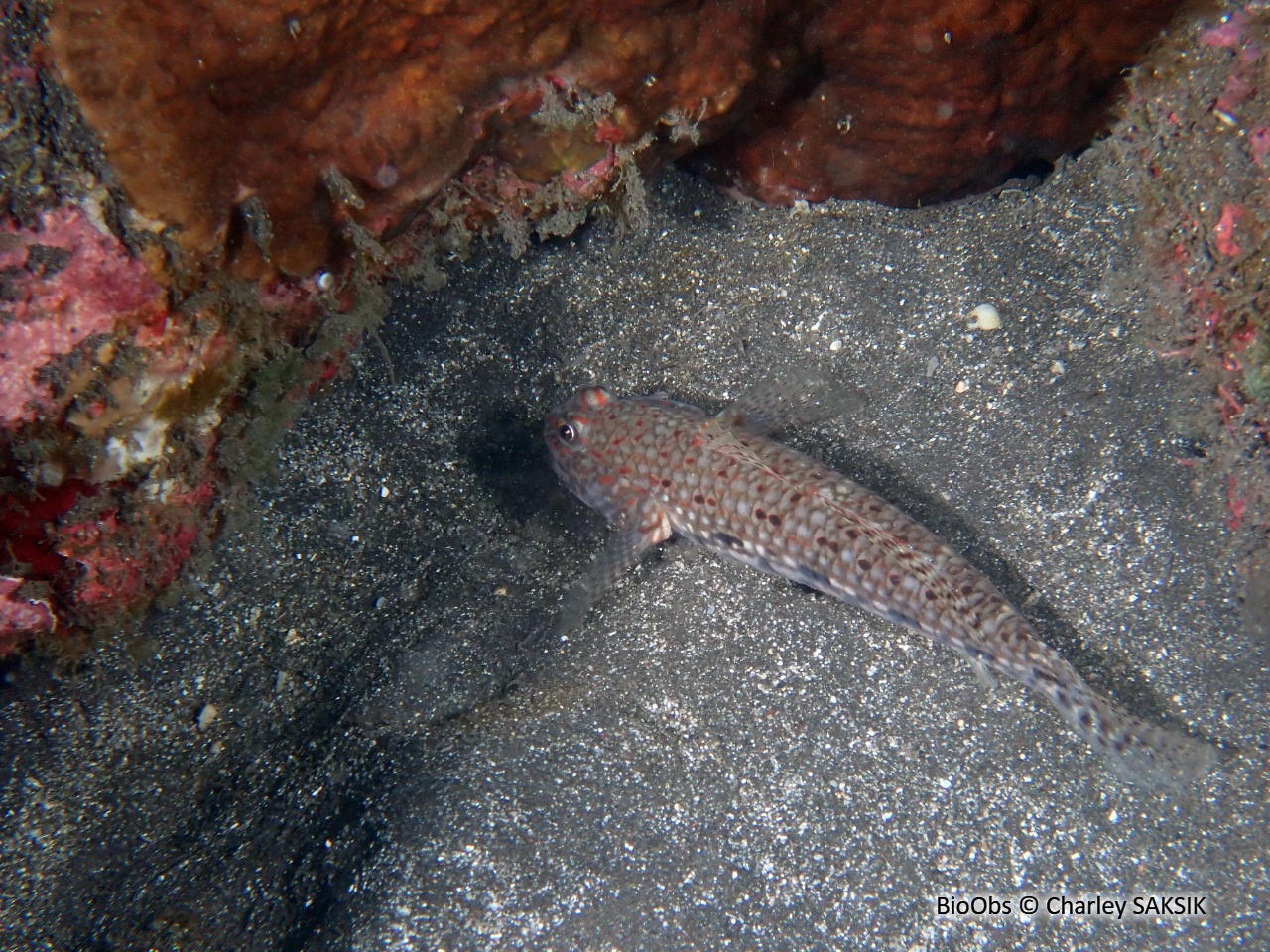 Istigobius décoré - Istigobius decoratus - Charley SAKSIK - BioObs