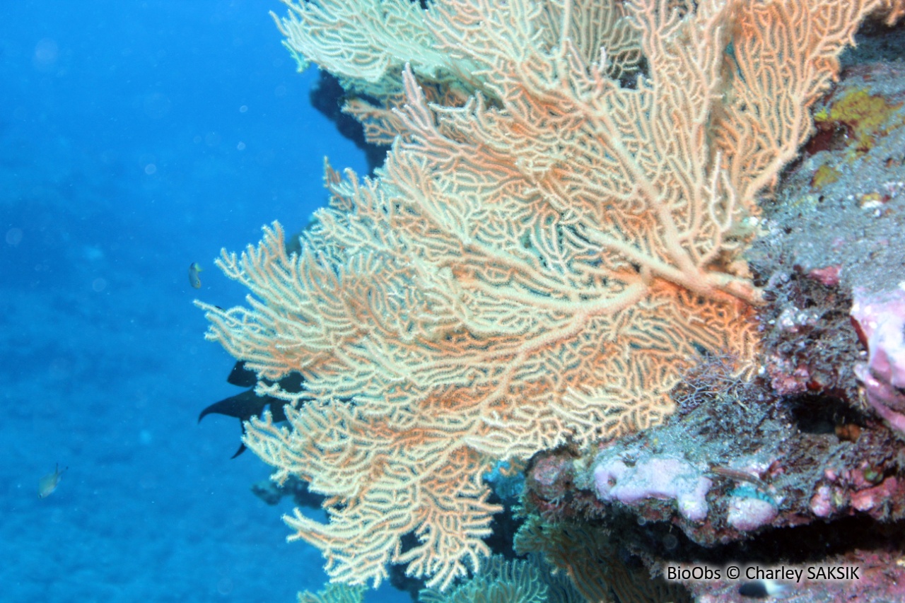 Gorgone géante éventail - Annella mollis - Charley SAKSIK - BioObs