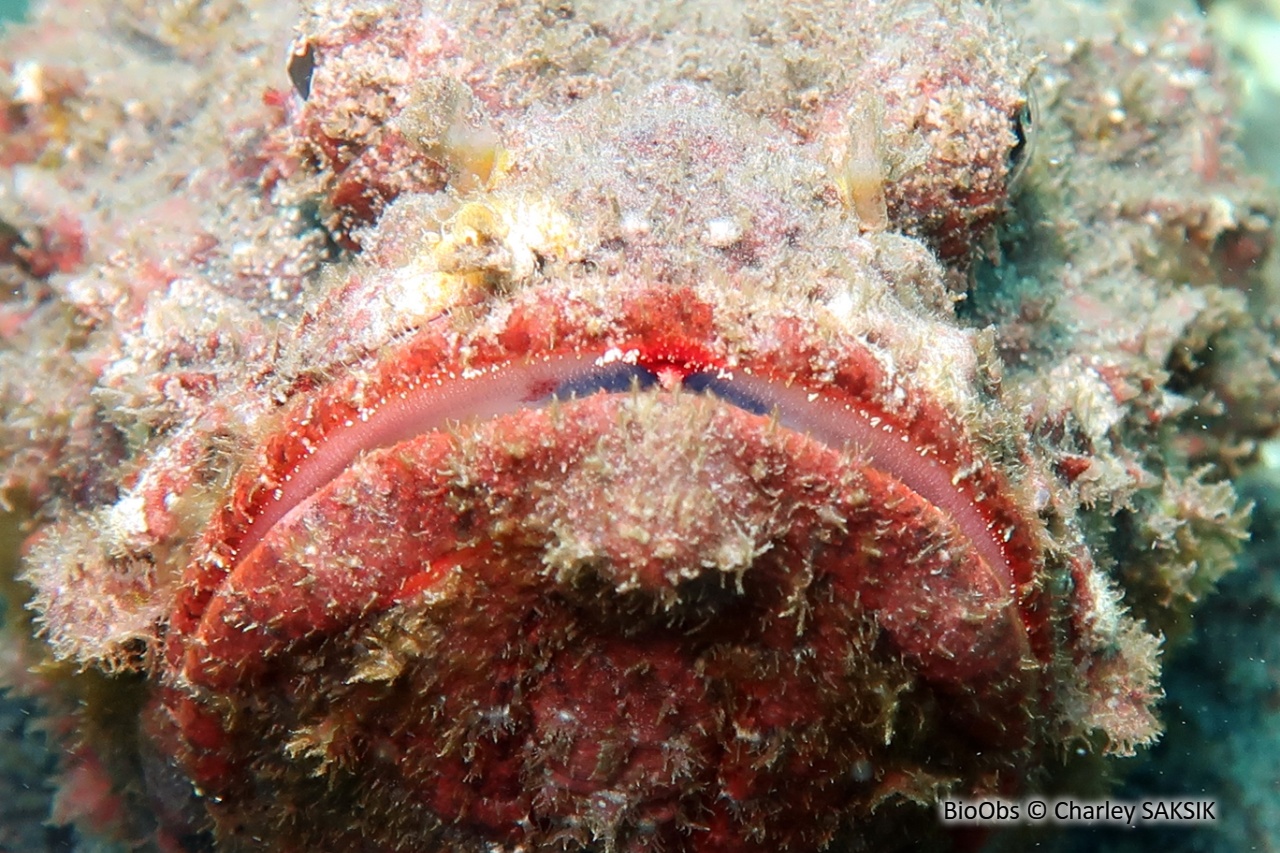 Poisson-pierre commun - Synanceia verrucosa - Charley SAKSIK - BioObs