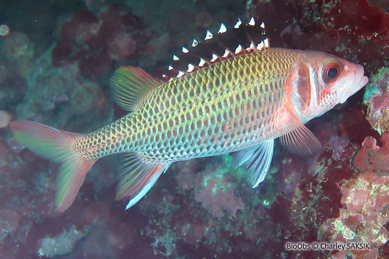 Poisson-écureuil argenté à bandes - Neoniphon opercularis - Charley SAKSIK - BioObs