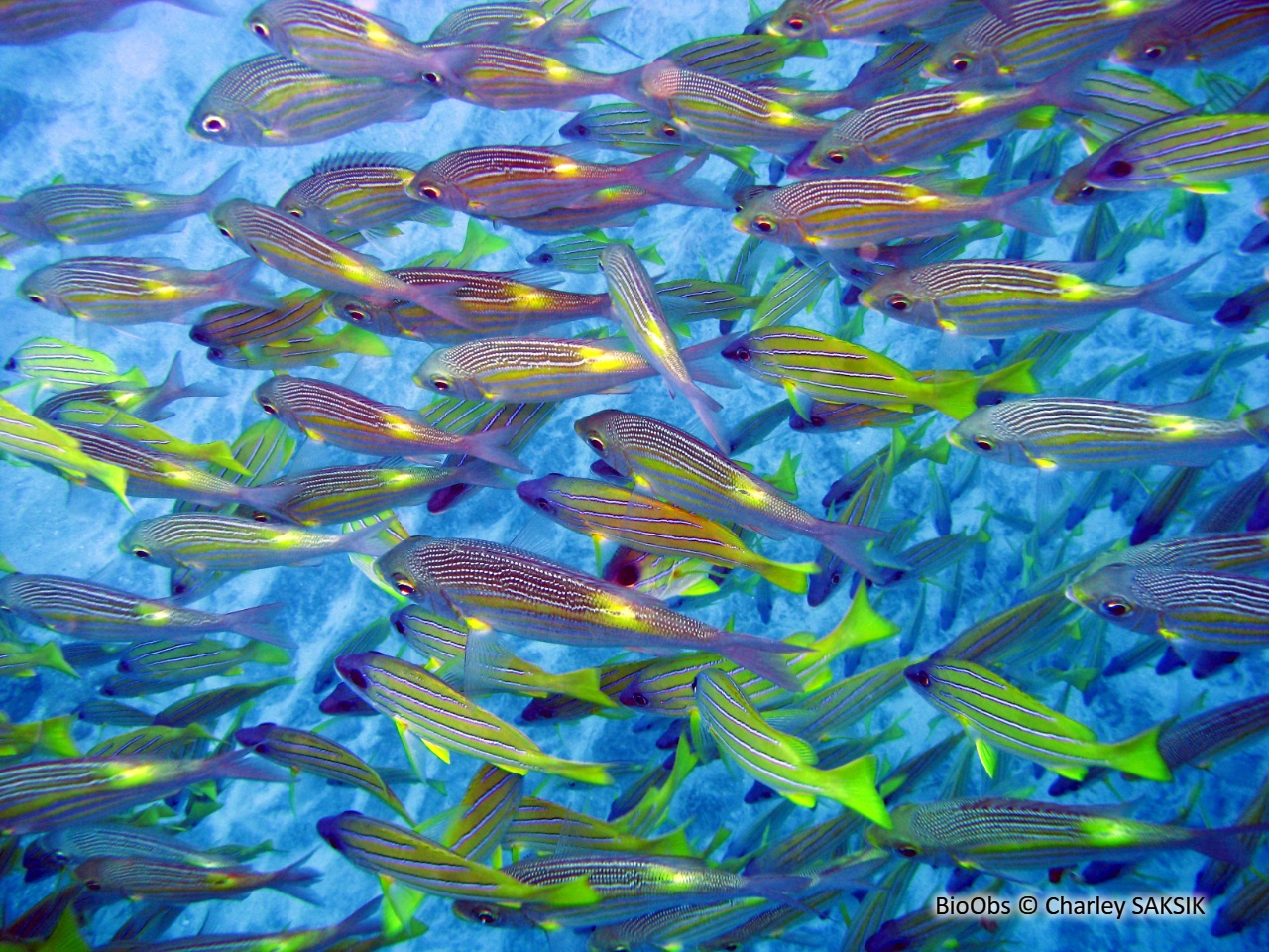 Empereur strié - Gnathodentex aureolineatus - Charley SAKSIK - BioObs