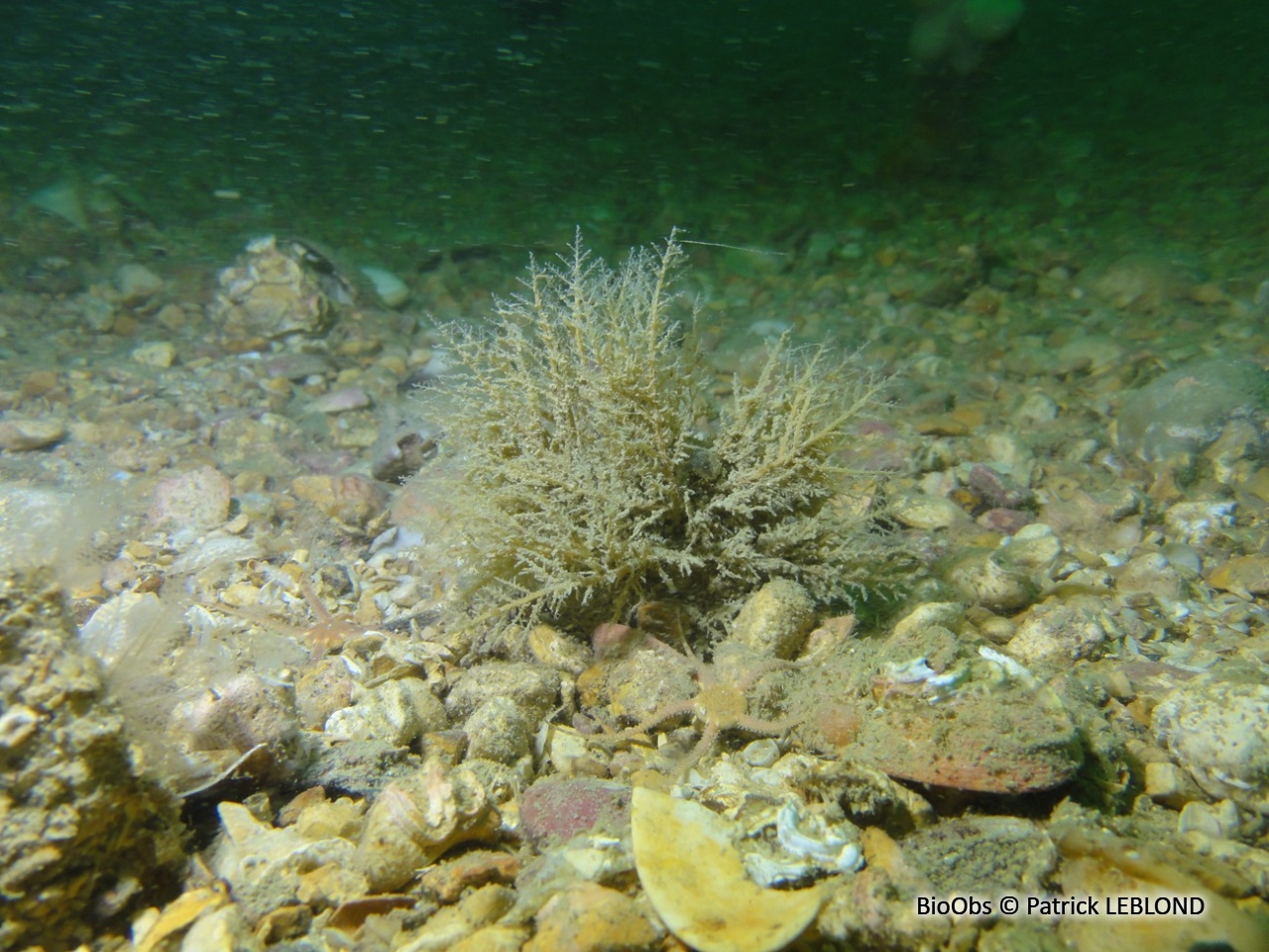 Sapin beige - Halecium halecinum - Patrick LEBLOND - BioObs