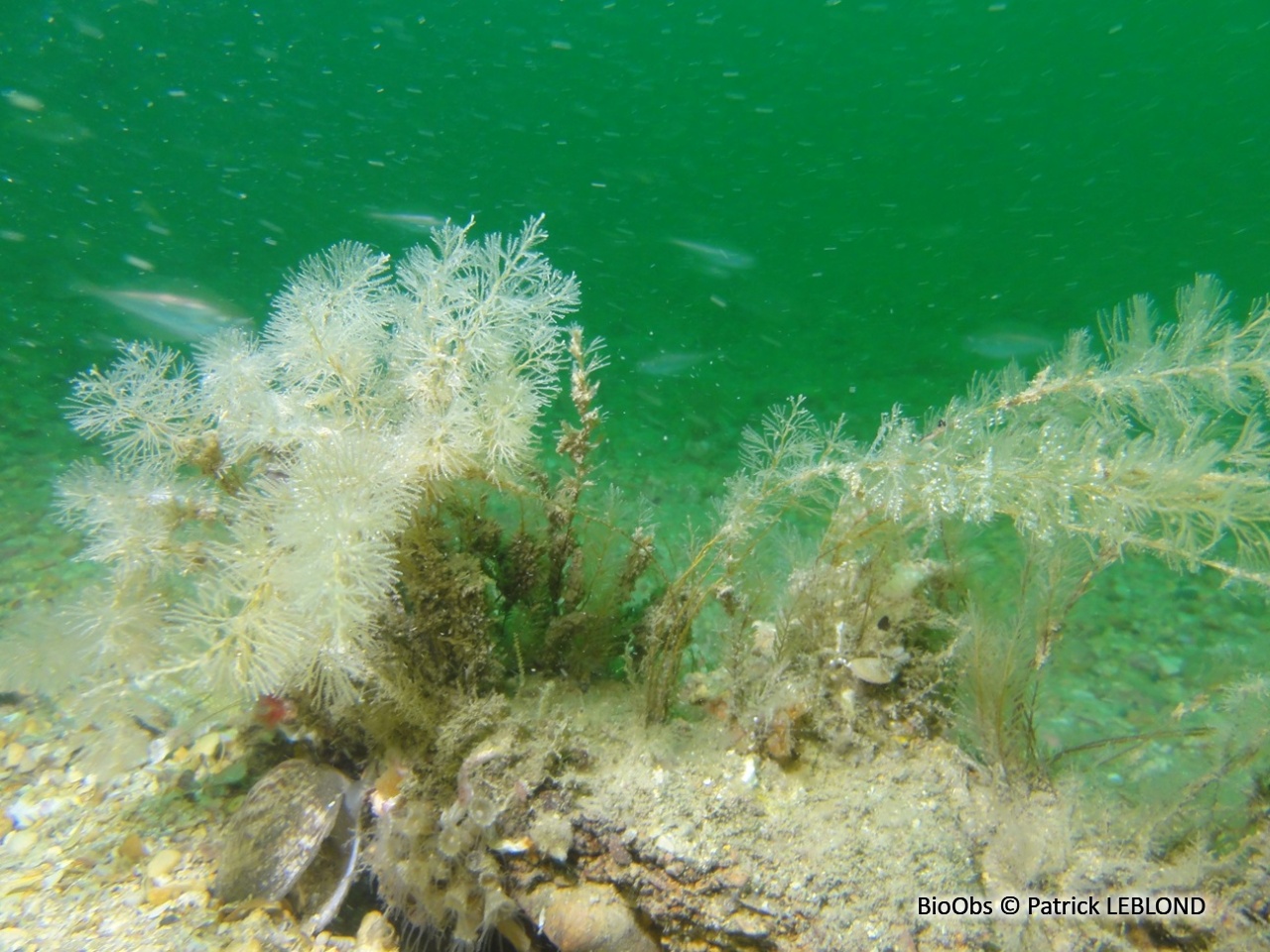 Sertulaire argentée - Sertularia argentea - Patrick LEBLOND - BioObs