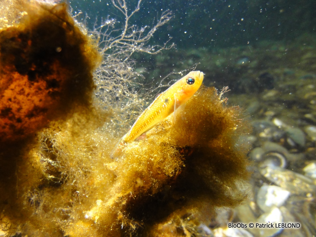 Gobie nageur - Gobiusculus flavescens - Patrick LEBLOND - BioObs