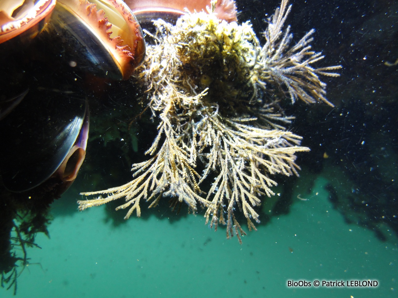 Bryozoaire inopiné - Tricellaria inopinata - Patrick LEBLOND - BioObs
