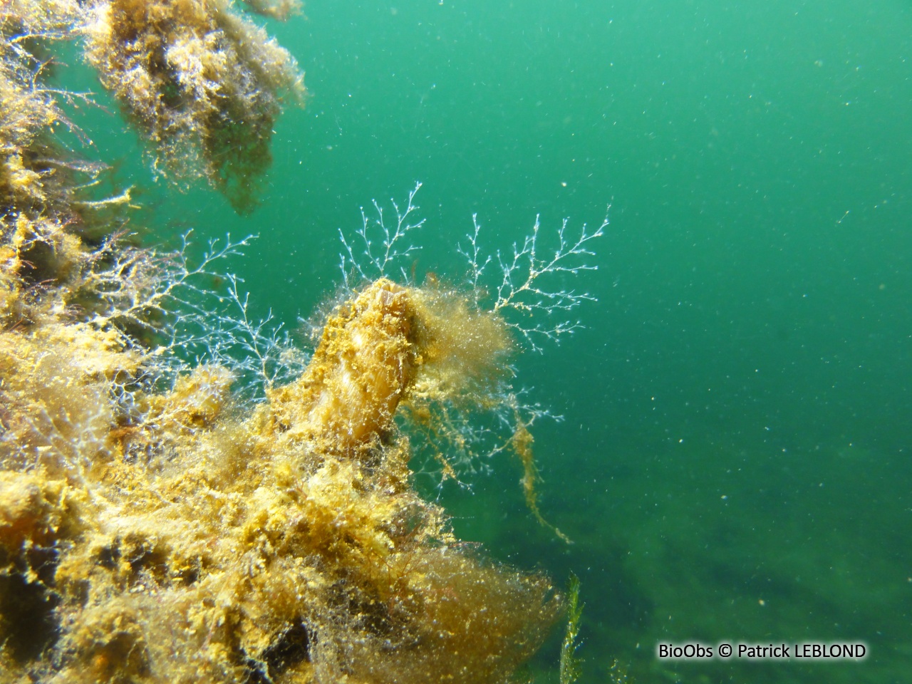 Grande obélie - Obelia longissima - Patrick LEBLOND - BioObs