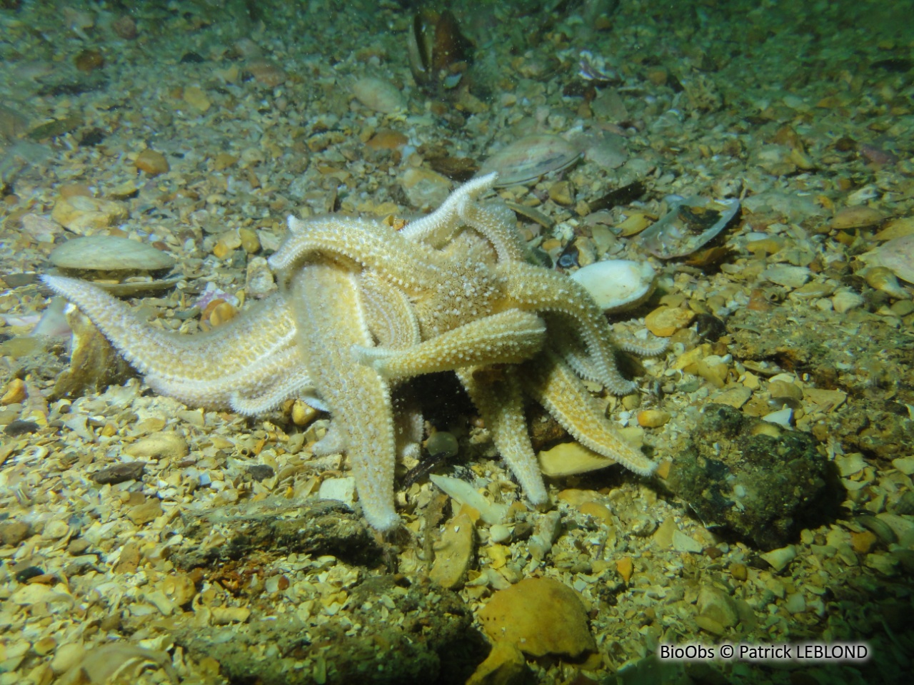 Etoile de mer commune - Asterias rubens - Patrick LEBLOND - BioObs