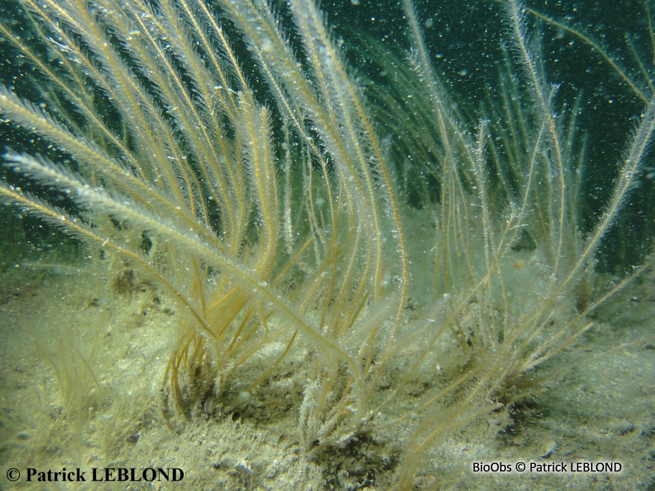 Hydraire-antenne nemertesie - Nemertesia antennina - Patrick LEBLOND - BioObs