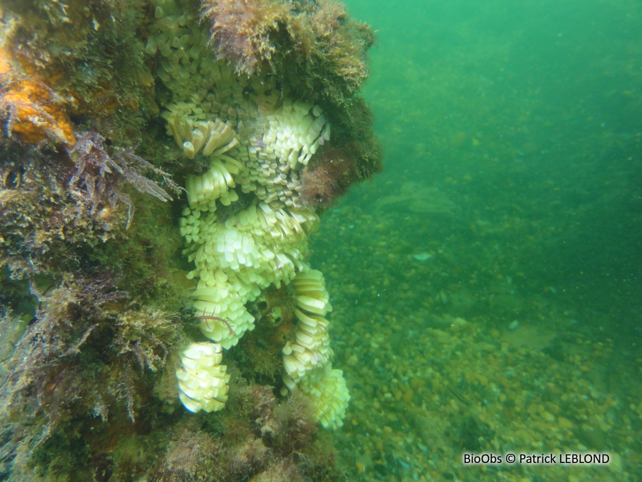 Bouche de sang ponte - Stramonita - Patrick LEBLOND - BioObs
