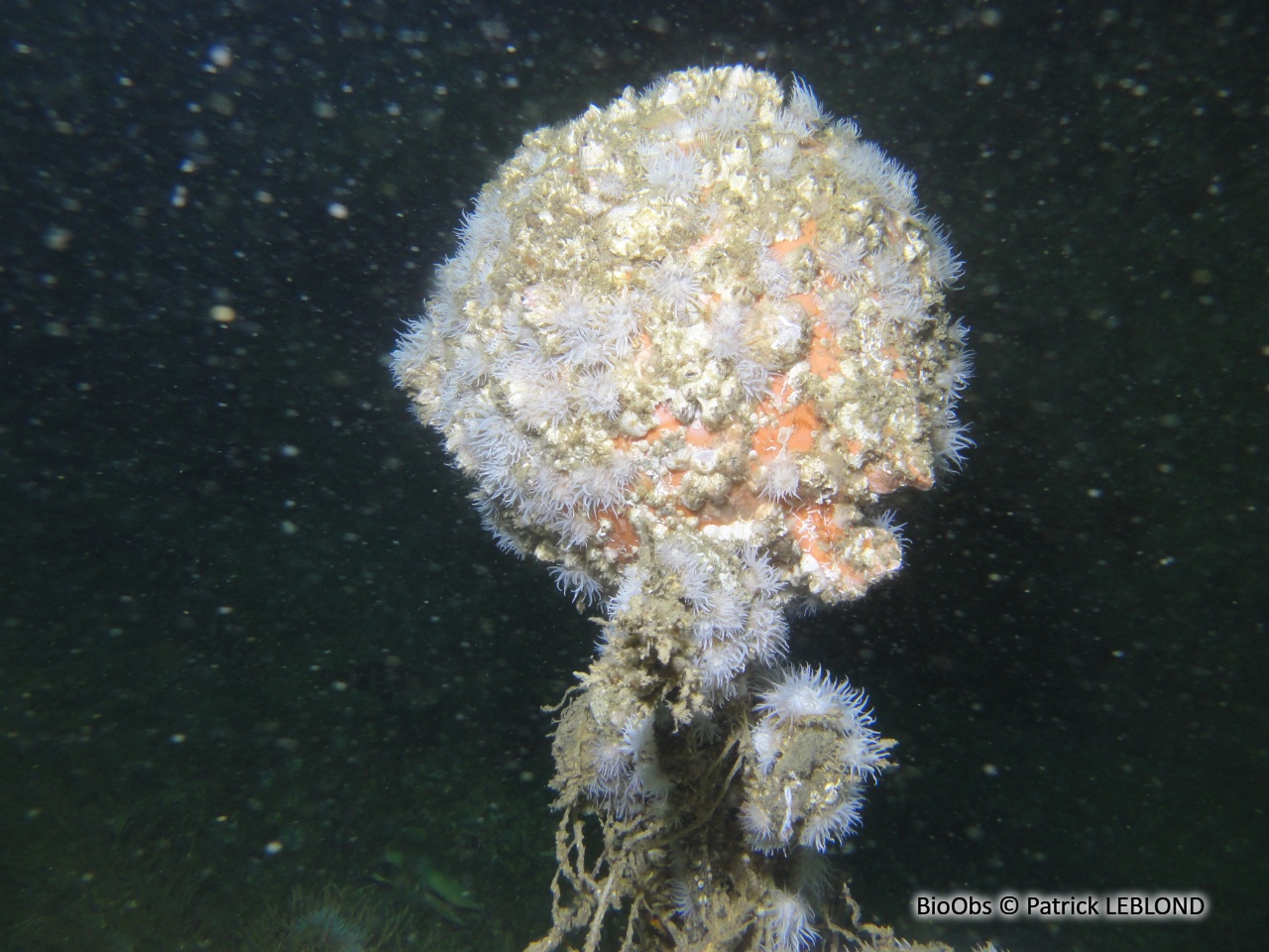 Anémone marguerite - Actinothoe sphyrodeta - Patrick LEBLOND - BioObs