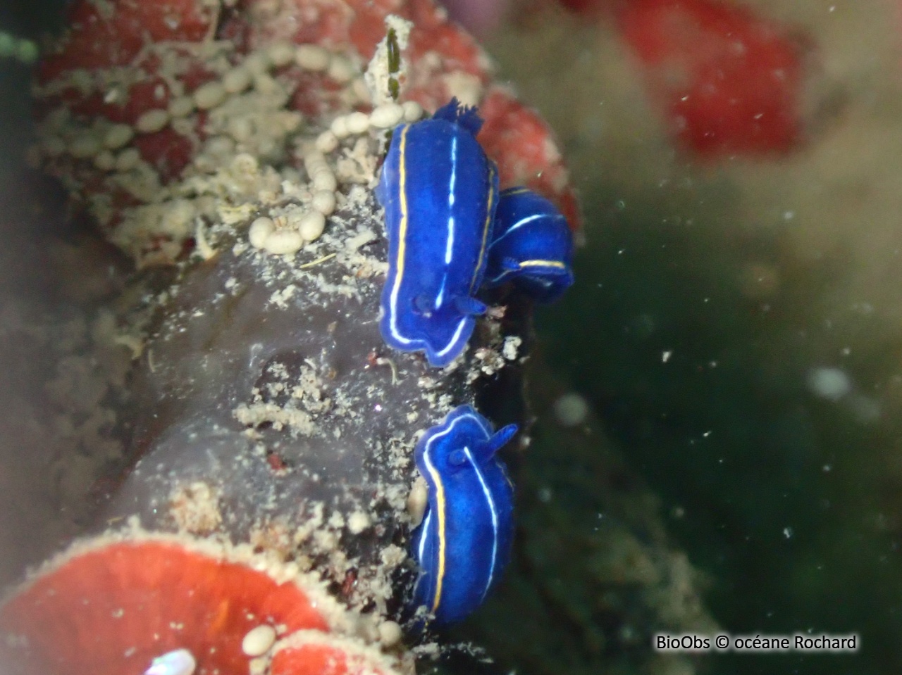 Doris céleste - Felimare orsinii - océane Rochard - BioObs