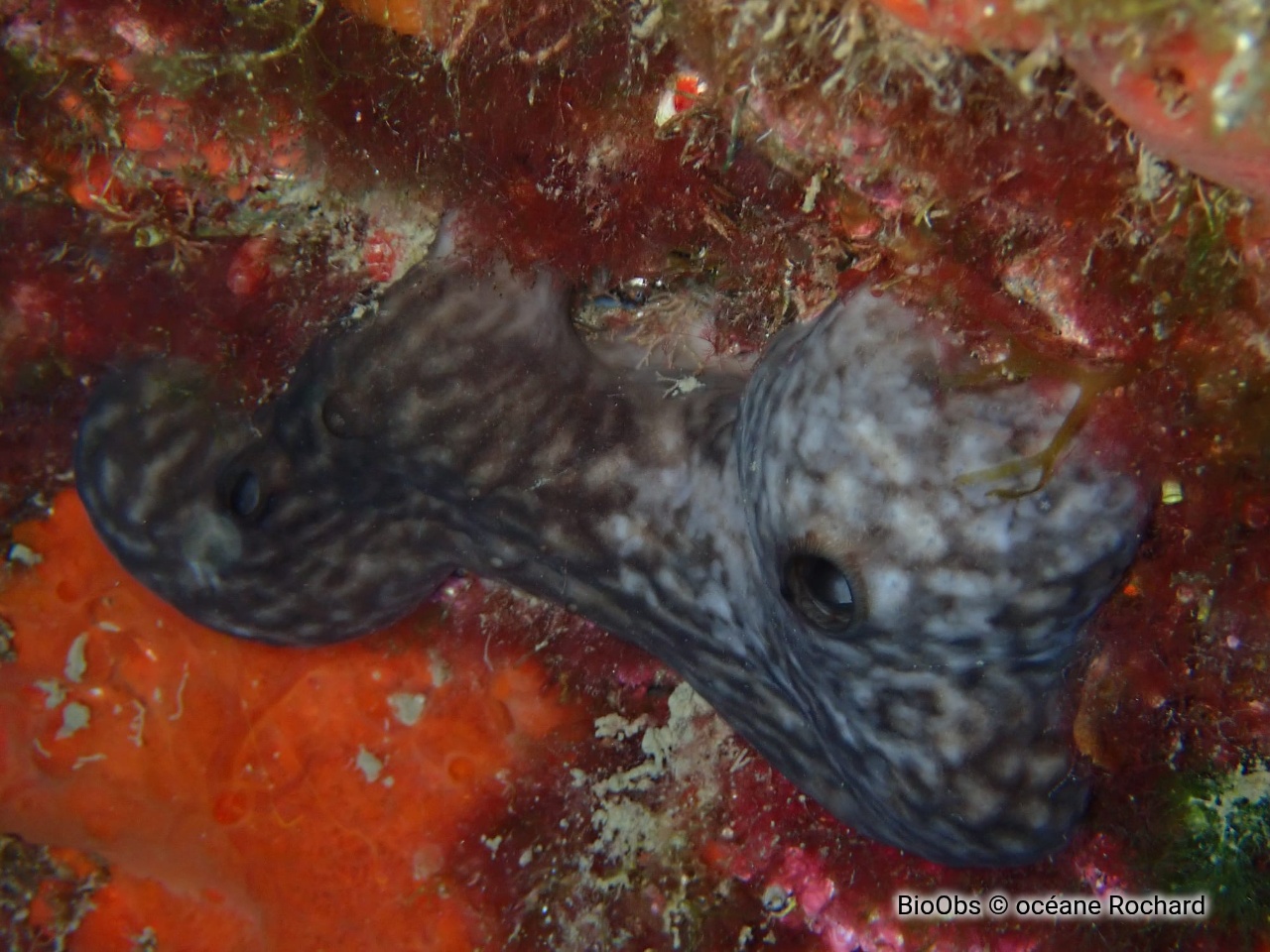Eponge rognon - Chondrosia reniformis - océane Rochard - BioObs