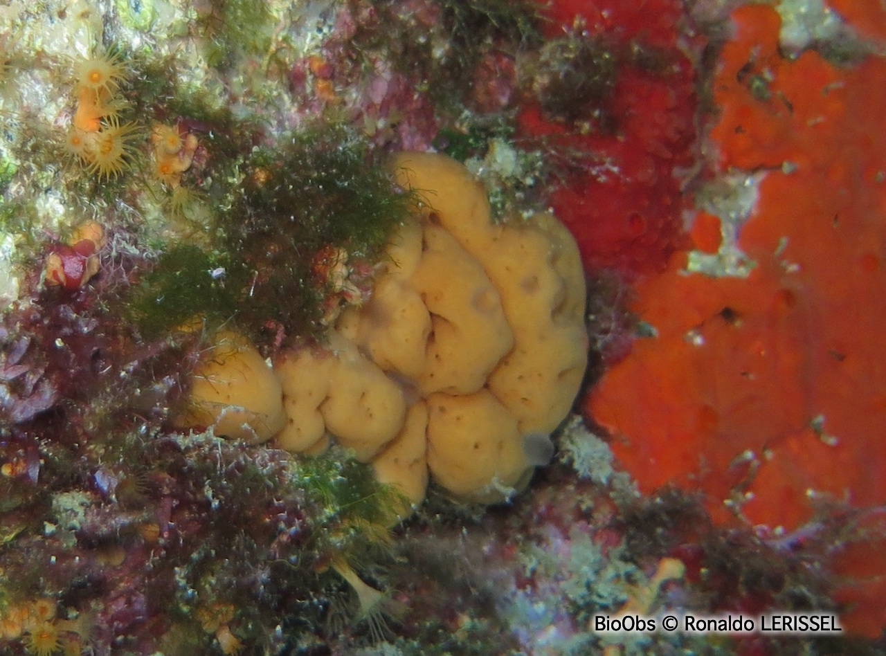Eponge-coussinet orange - Corticium candelabrum - Ronaldo LERISSEL - BioObs