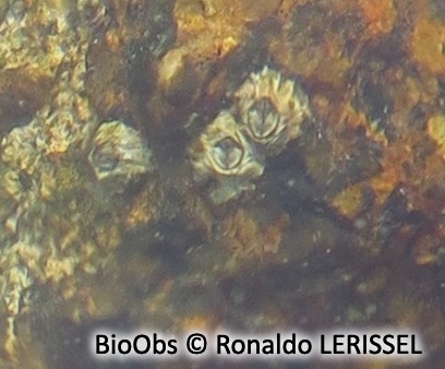 Chthamale étoilé commun - Chthamalus stellatus - Ronaldo LERISSEL - BioObs