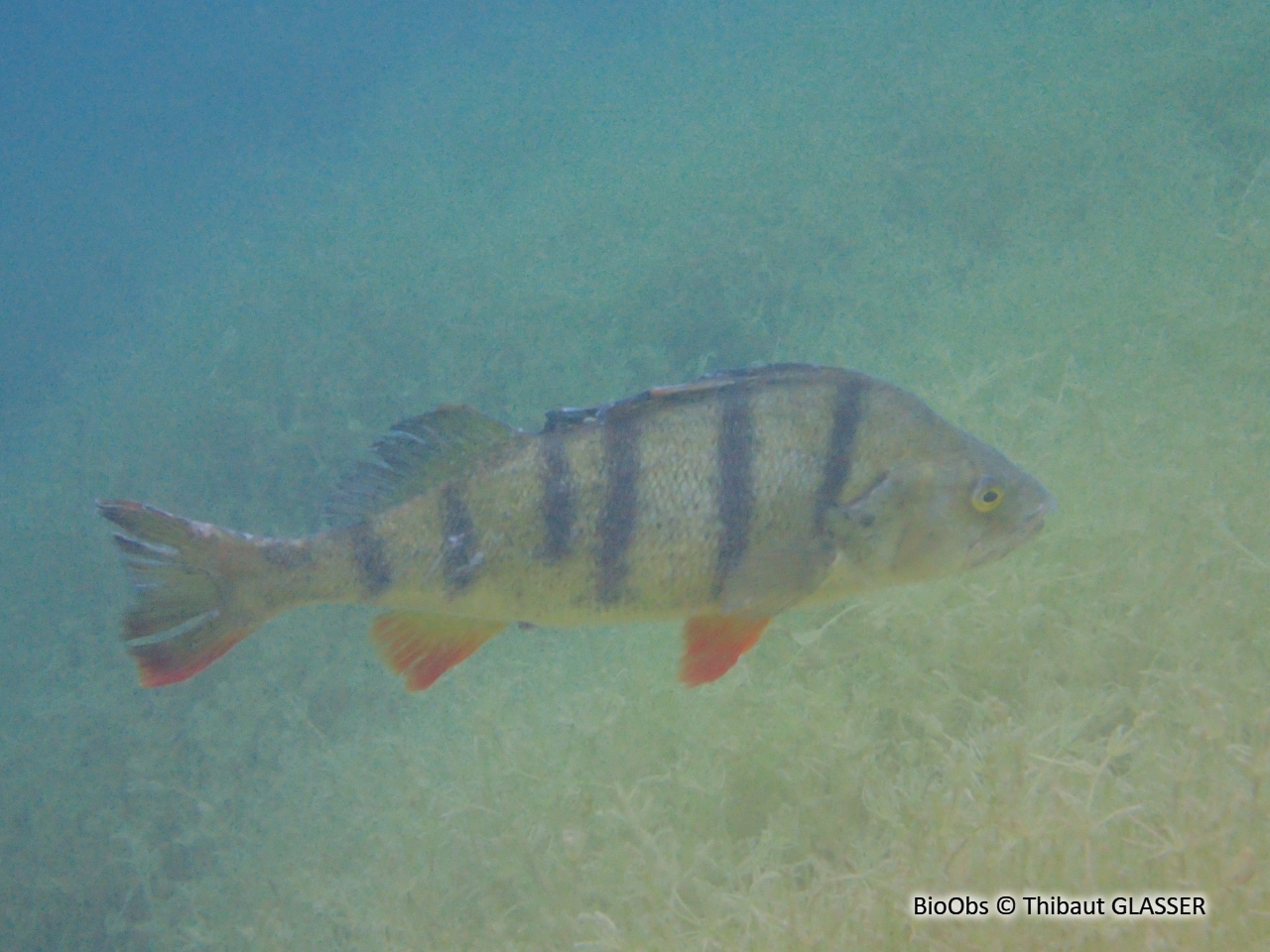 Perche - Perca fluviatilis - Thibaut GLASSER - BioObs