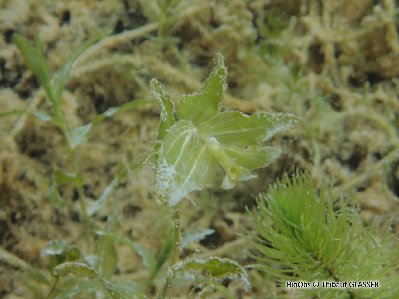Potamot perfolié - Potamogeton perfoliatus - Thibaut GLASSER - BioObs
