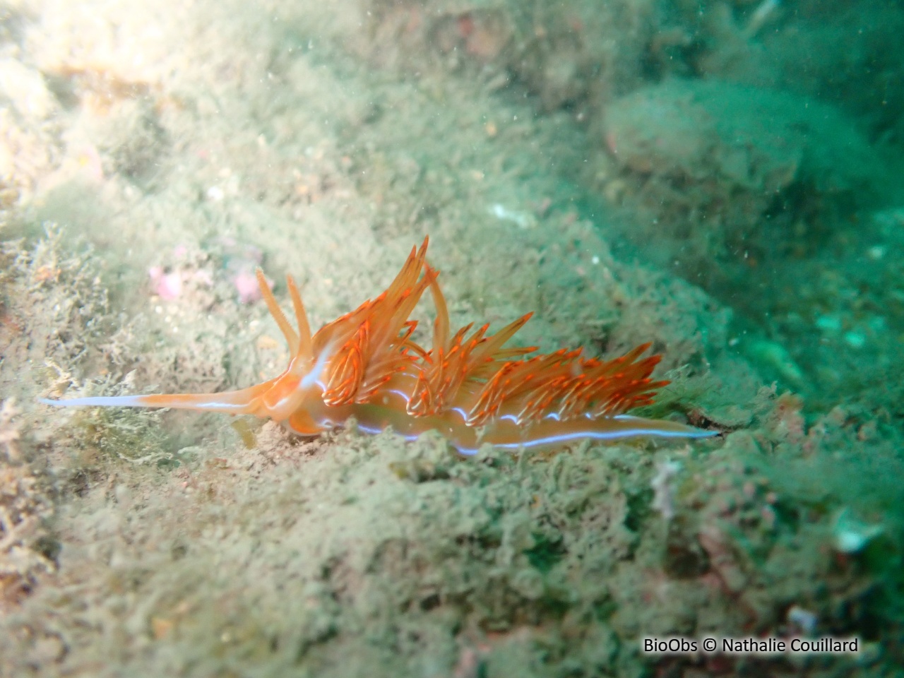 Godive orange - Nemesignis banyulensis - Nathalie Couillard - BioObs