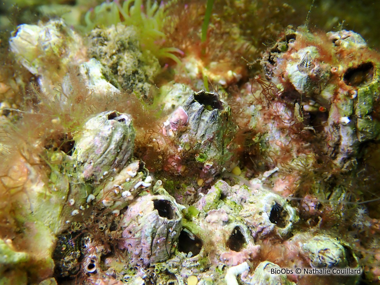 Balane rayée - Amphibalanus amphitrite - Nathalie Couillard - BioObs
