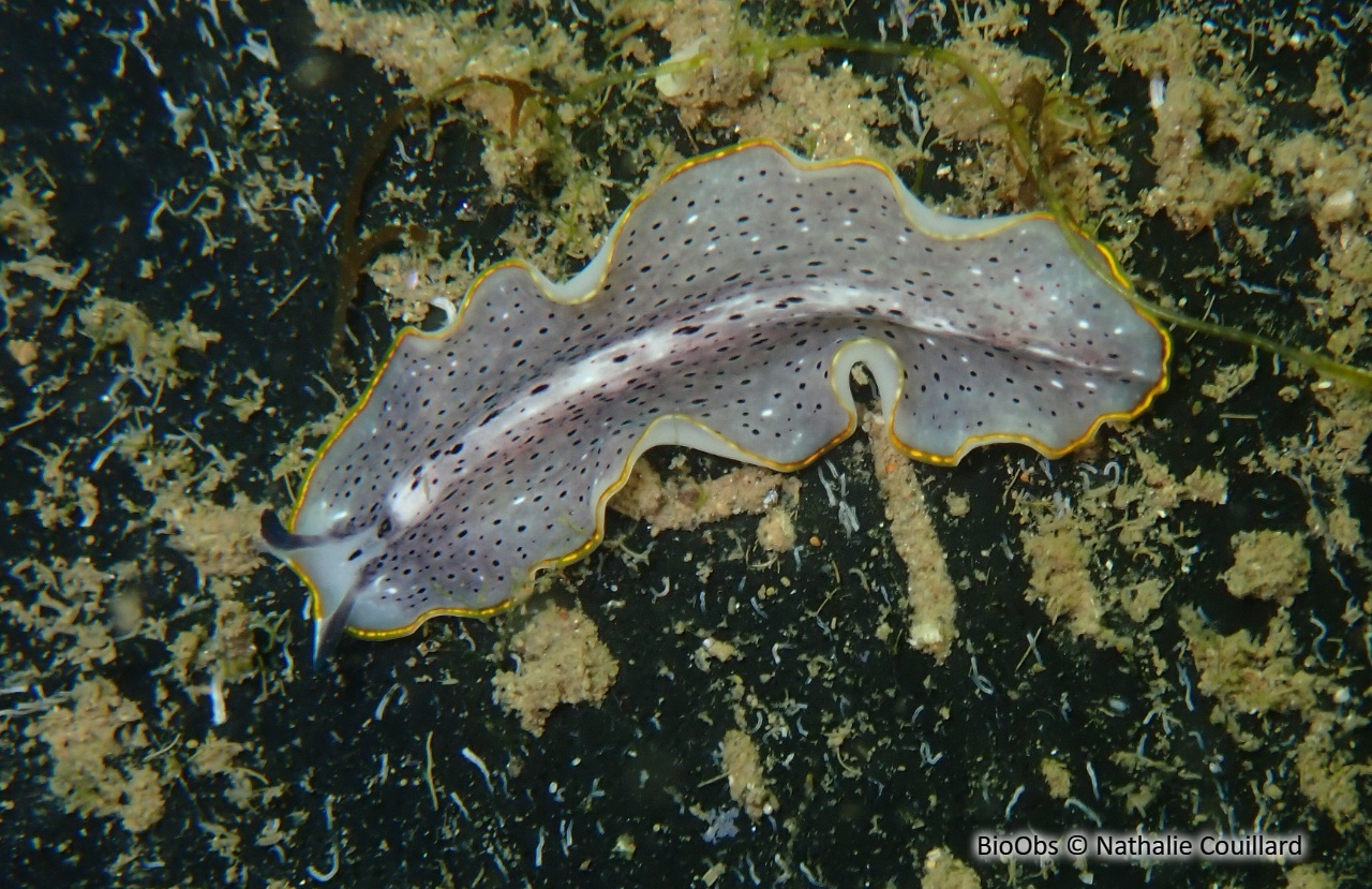 Planaire tachetée - Prostheceraeus moseleyi - Nathalie Couillard - BioObs
