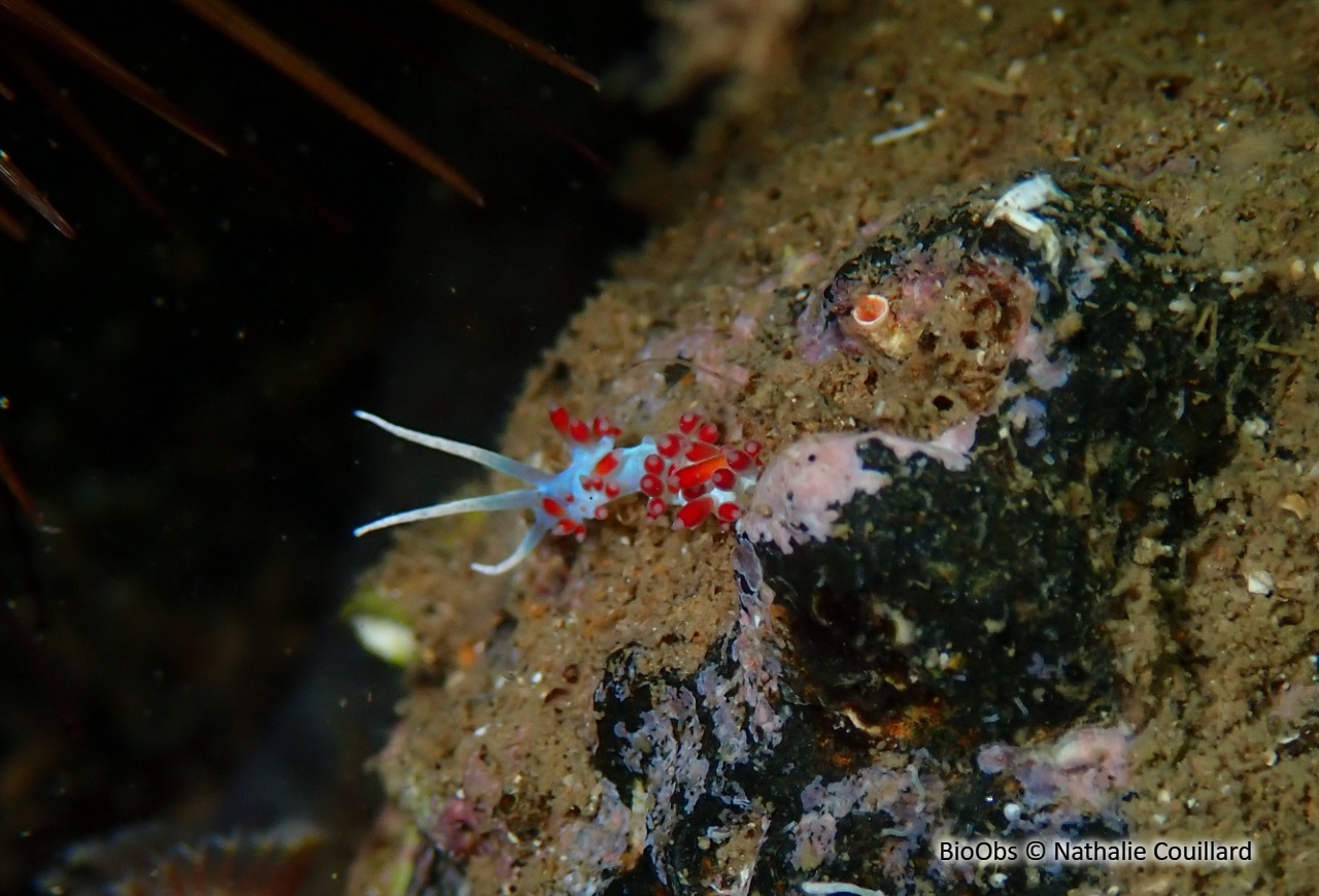 Calmella - Calmella cavolini - Nathalie Couillard - BioObs