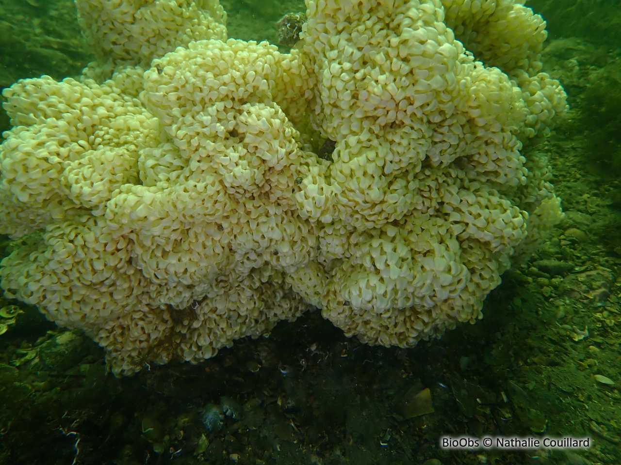 Rocher fascié ponte - Hexaplex sp - Nathalie Couillard - BioObs