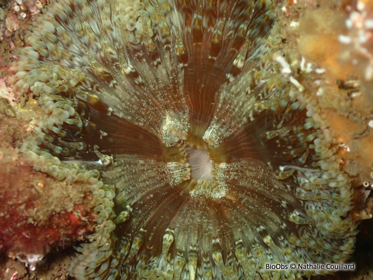 Anémone solaire - Cereus pedunculatus - Nathalie Couillard - BioObs