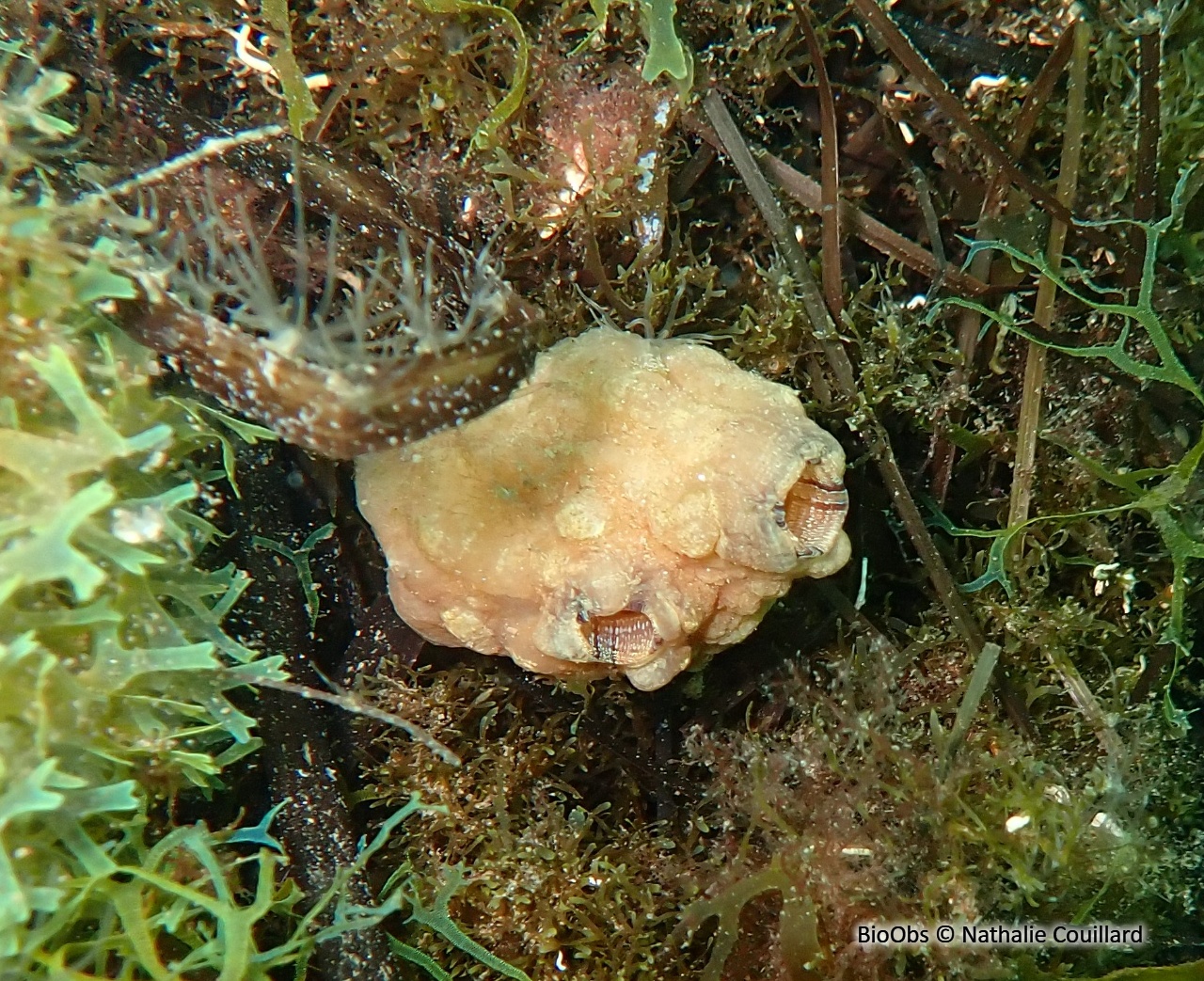 Ascidie plissée - Styela plicata - Nathalie Couillard - BioObs
