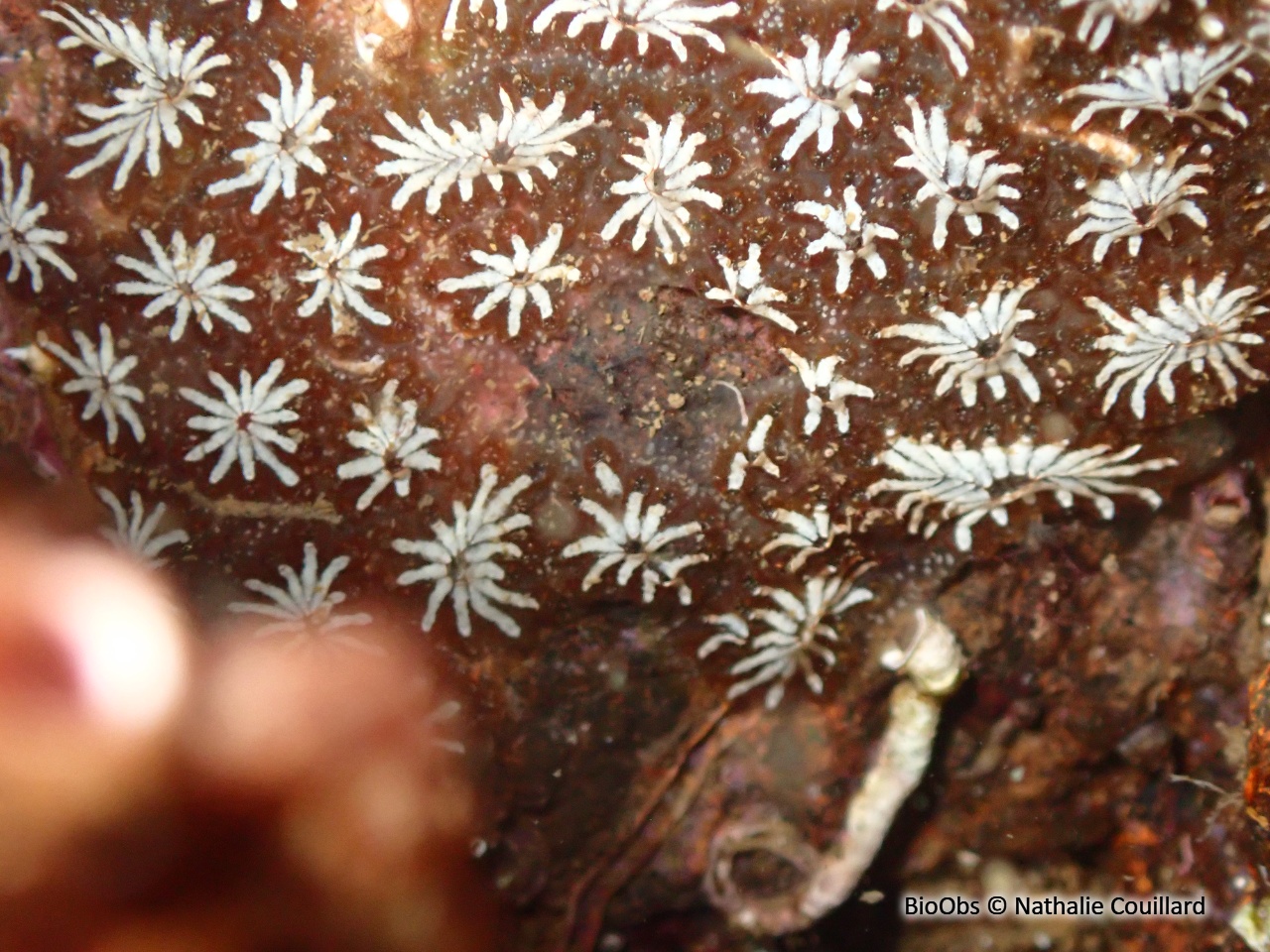 Botrylle étoilé - Botryllus schlosseri - Nathalie Couillard - BioObs
